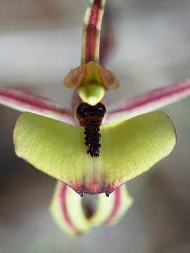 Caladenia roei