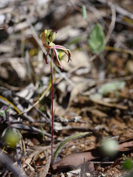 Caladenia roei