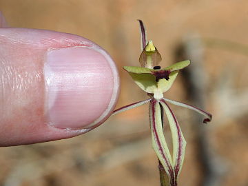 Caladenia roei