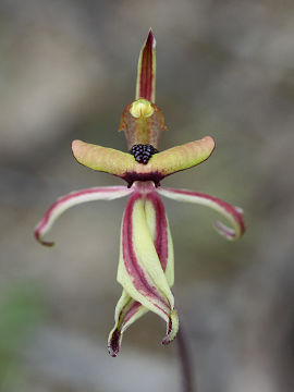 Caladenia roei