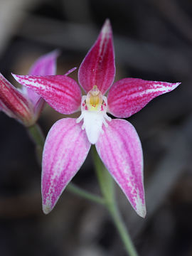 Caladenia rosea Caladenia rosea