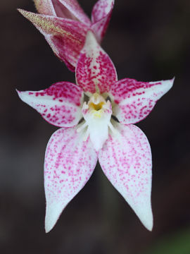 Caladenia rosea Caladenia rosea