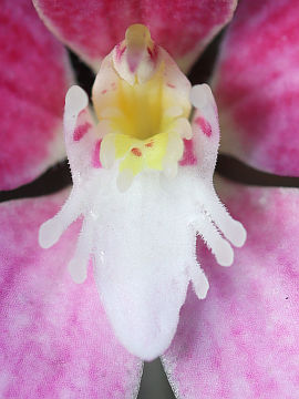 Caladenia rosea Caladenia rosea
