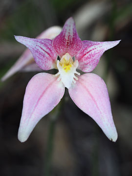 Caladenia rosea Caladenia rosea