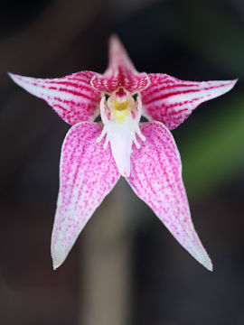 Caladenia rosea Caladenia rosea