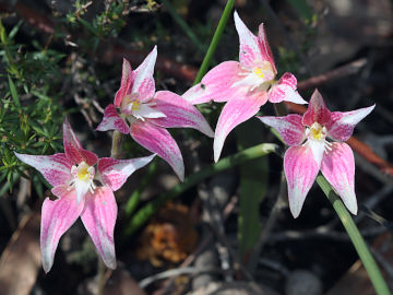 Caladenia rosea Caladenia rosea