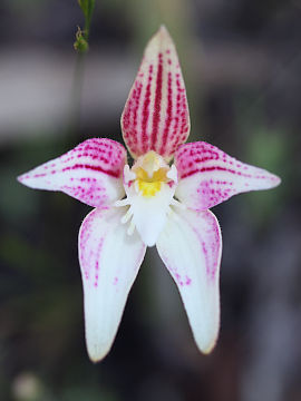 Caladenia rosea Caladenia rosea