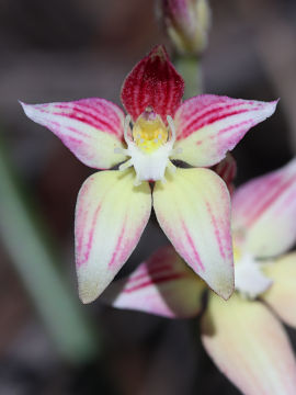 Caladenia rosea Caladenia rosea