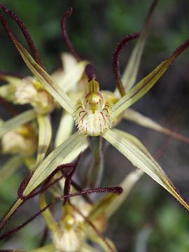 Caladenia sp.