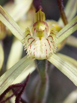 Caladenia sp.