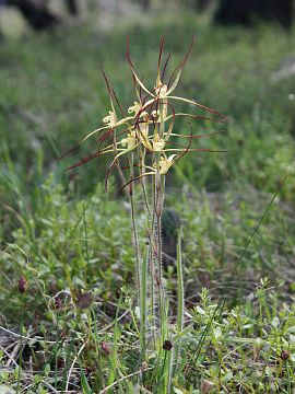 Caladenia sp.