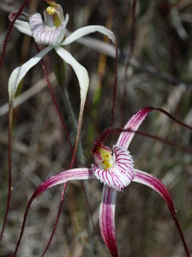 Caladenia sp.