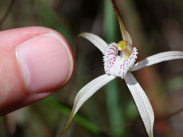 Caladenia sp.