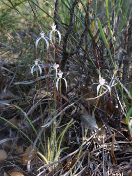 Caladenia sp.