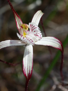 Caladenia sp.