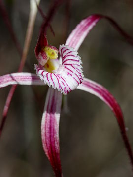 Caladenia sp.