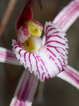 Caladenia sp.