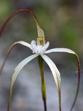 Caladenia sp.