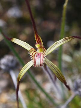 Caladenia sp.