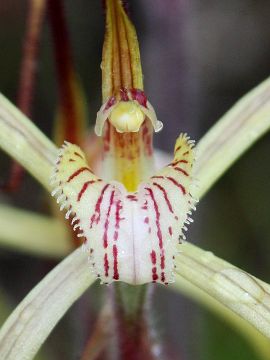 Caladenia sp.