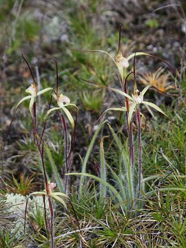 Caladenia sp.