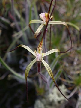 Caladenia sp.