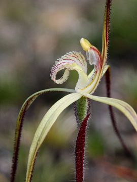 Caladenia sp.