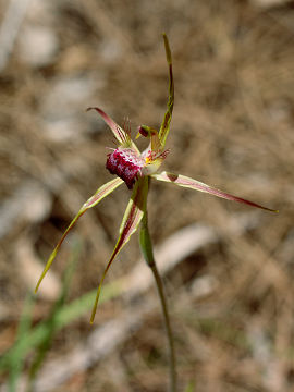 Caladenia thinicola × Caladenia sp.