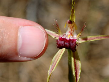 Caladenia thinicola × Caladenia sp.