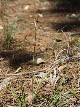 Caladenia thinicola × Caladenia sp.