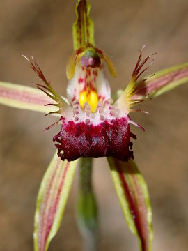 Caladenia thinicola × Caladenia sp.