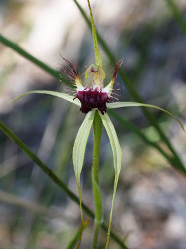 Caladenia thinicola × Caladenia sp.