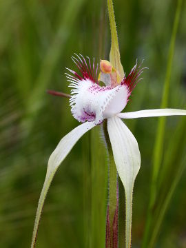 Caladenia speciosa