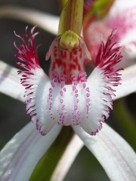 Caladenia speciosa