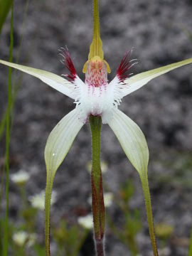 Caladenia speciosa