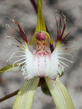 Caladenia speciosa