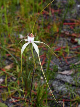 Caladenia speciosa