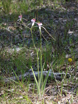 Caladenia speciosa