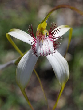 Caladenia splendens