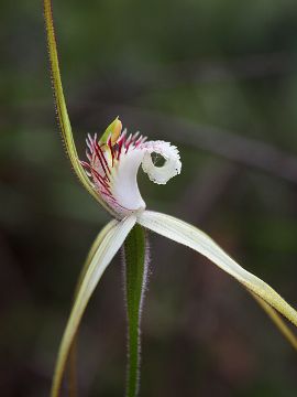 Caladenia splendens