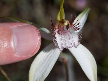 Caladenia splendens