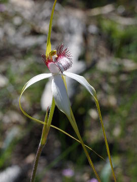 Caladenia splendens