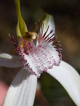 Caladenia splendens