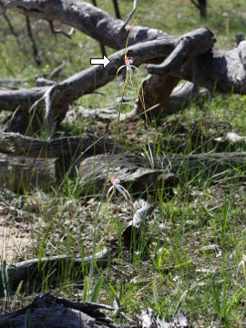 Caladenia splendens Caladenia splendens