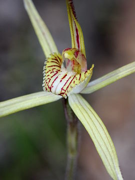 Caladenia straminichila Caladenia straminichila