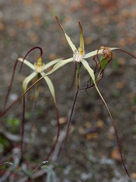 Caladenia straminichila Caladenia straminichila