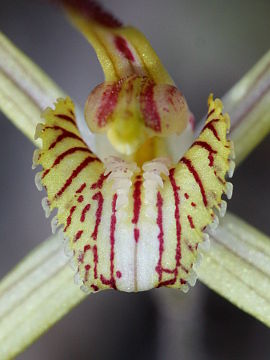 Caladenia straminichila Caladenia straminichila