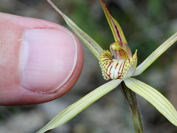 Caladenia straminichila Caladenia straminichila