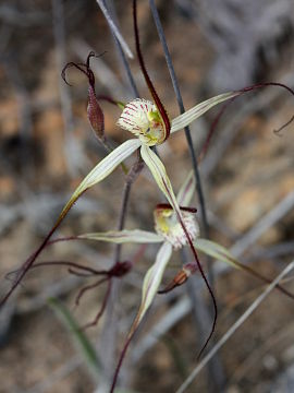 Caladenia straminichila Caladenia straminichila