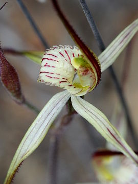 Caladenia straminichila Caladenia straminichila